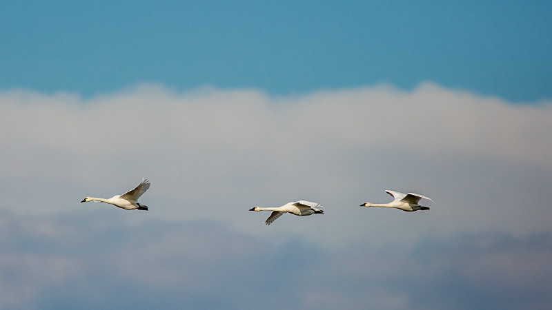 On the Wings of Heaven - Wildlife