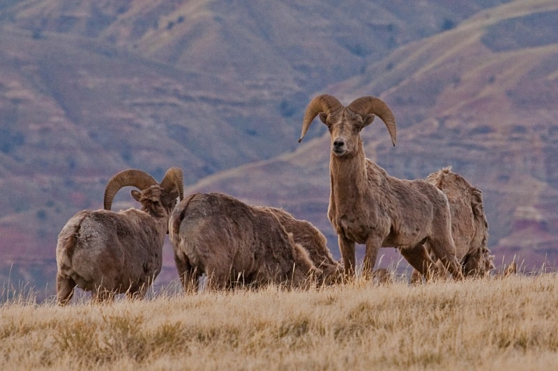 Big Horn Torrey Ridge 2 12 x 18 - Out West
