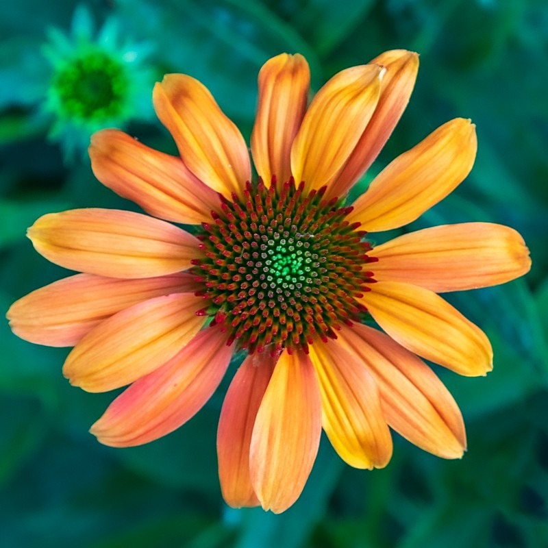 Orange on Green - Flora