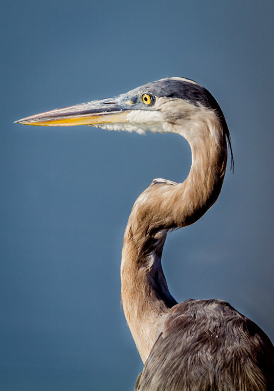 Blue Heron in Portrait - Wildlife