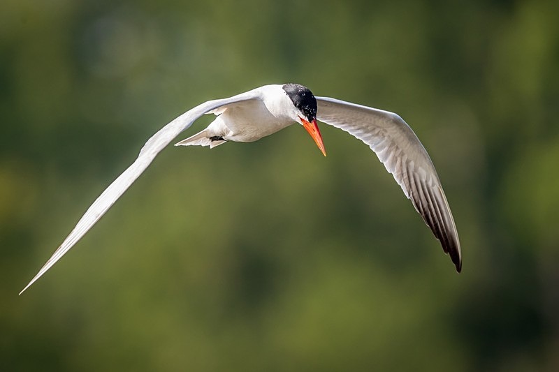Tern Tern Tern - New Photos