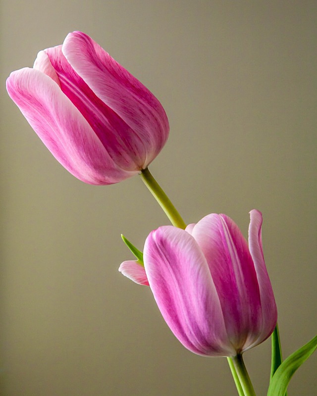  - Flora
