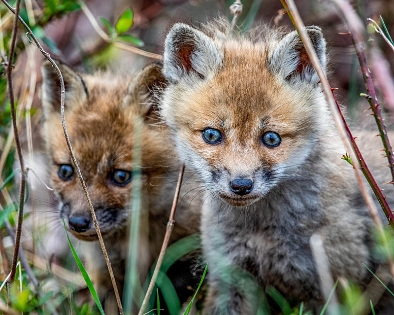 Fox Kits - Wildlife