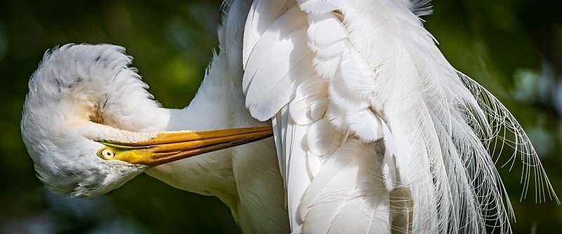 Preening - Wildlife