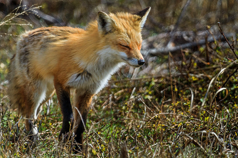 Fox Trot - Wildlife