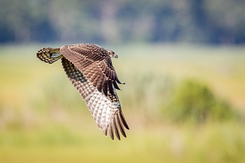 Fly By - Wildlife