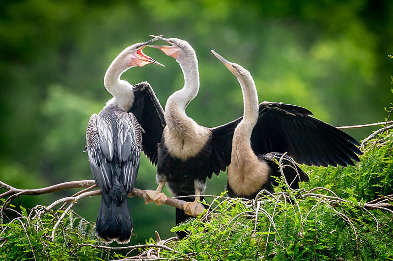 Anhinga Argument - Wildlife
