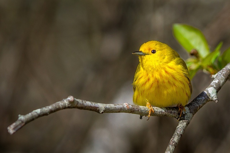 Watchful Warbler - Wildlife