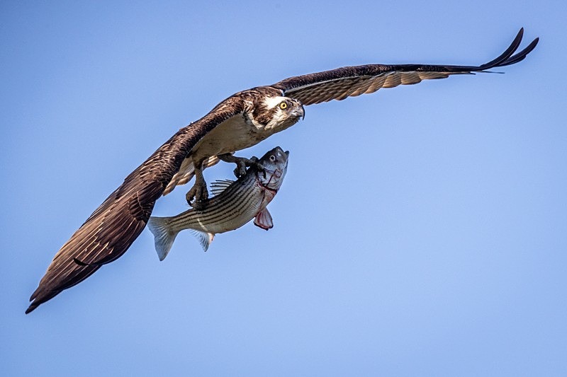 Striper for Breakfast - Wildlife