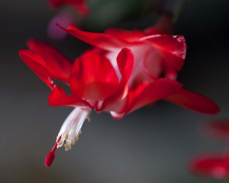 Christmas Cactus 1   11 x 14 - Flora
