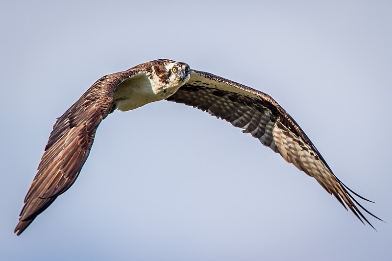 Hi there - Wildlife