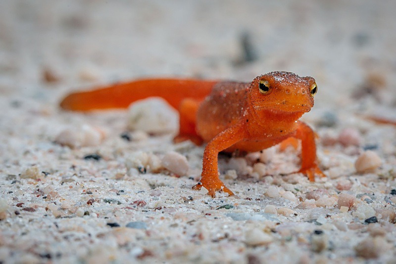 Curious - Wildlife
