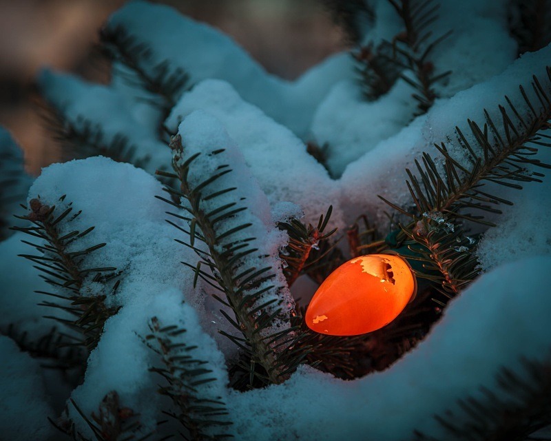 Nestled - Still Life