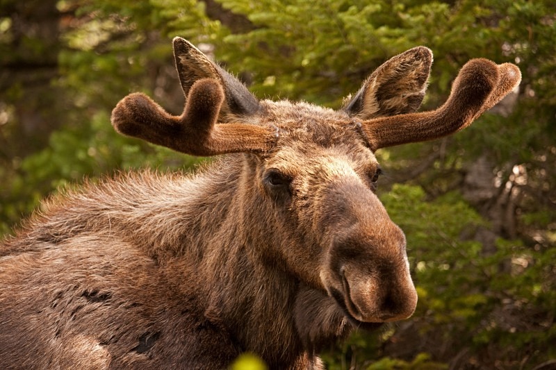 Bullwinkle Grand Tetons 12 x 18 - Out West