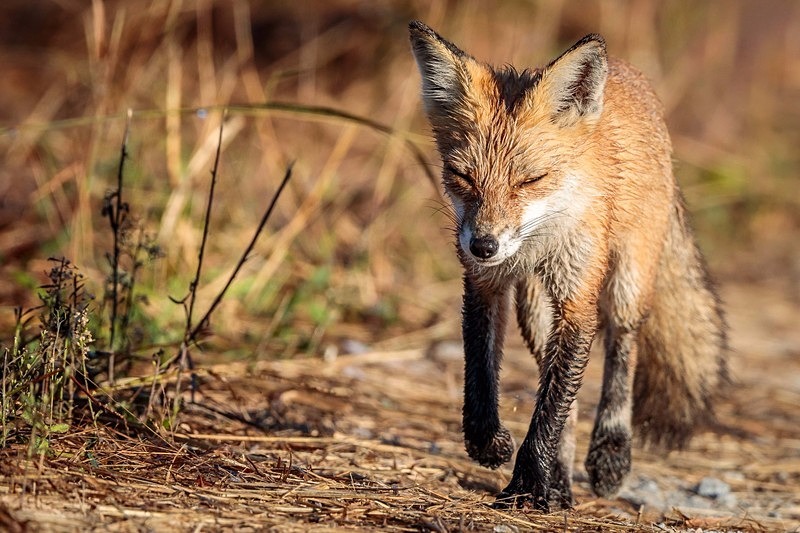 Morning Commute - Wildlife