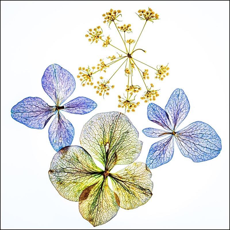 Wildflowers - Flora
