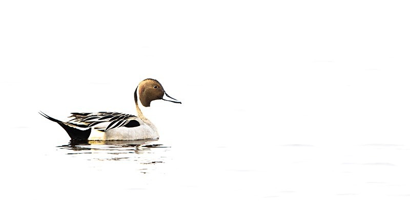 High Key Pintail - New Photos