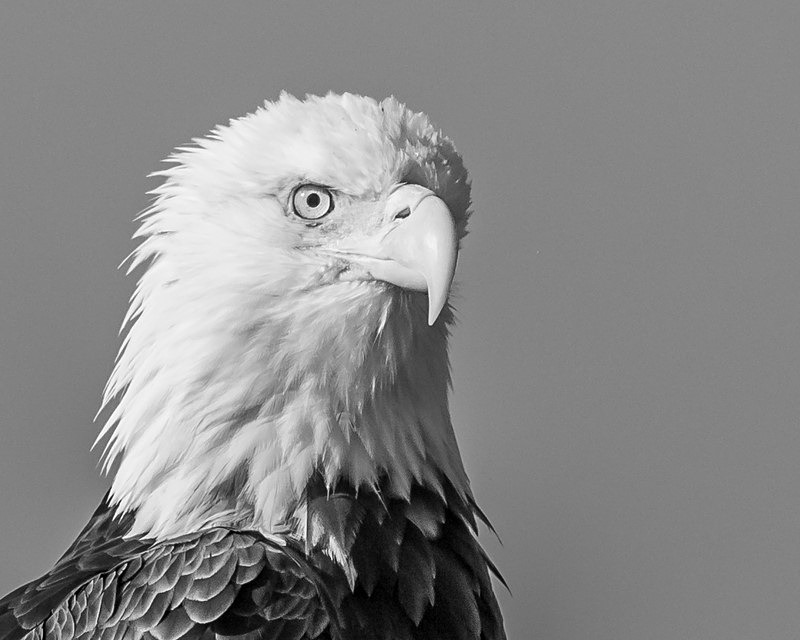 One Eyed Stare - Wildlife