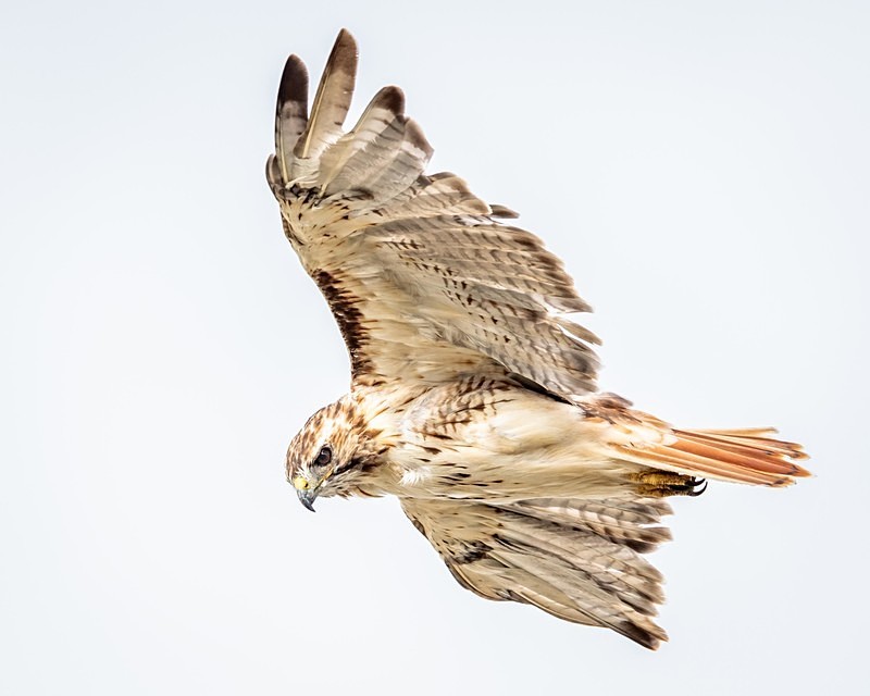 Red-tailed Hawk - Wildlife