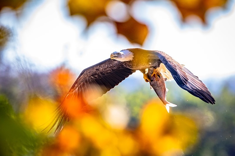 Surpise Through the Trees - Wildlife
