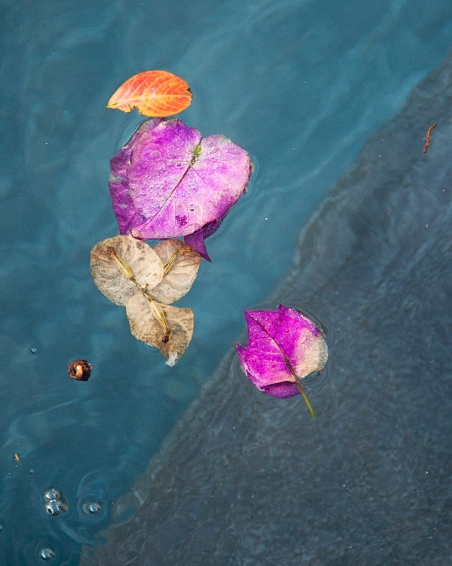 Floating Petals 11 x  14 - Still Life