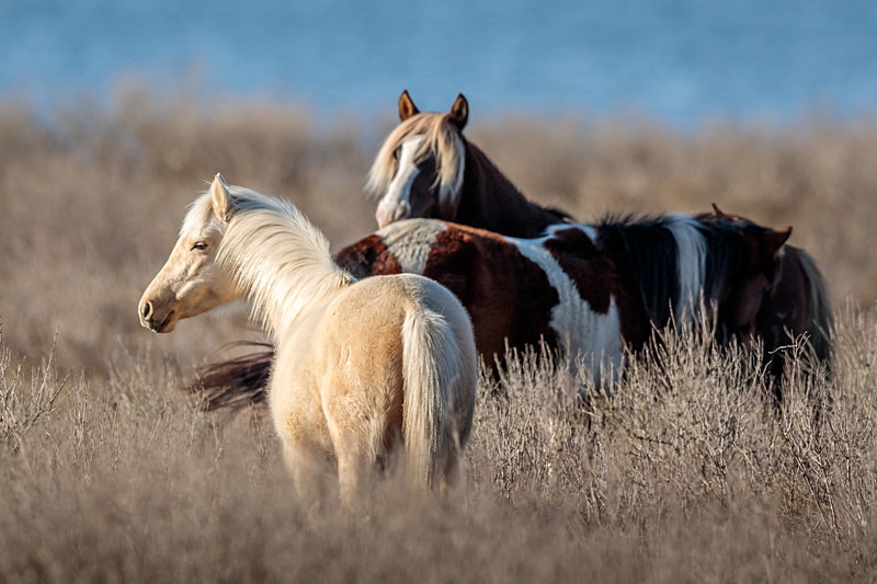 Chincoteague Ponies - Wildlife
