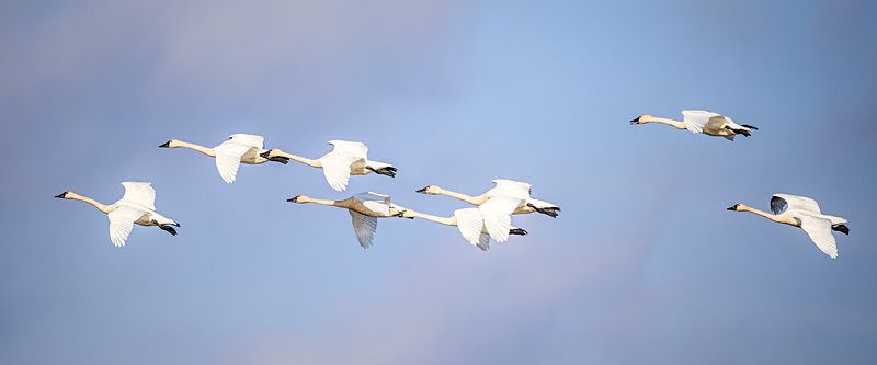 Tundra Swans Taking Flight - Wildlife