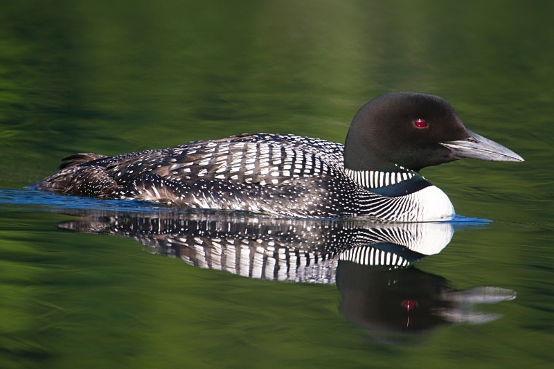 Morning Paddle 5 12 x 18 - Wildlife