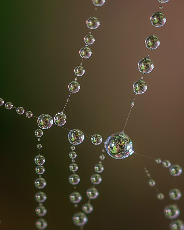 Glistening Web - Still Life