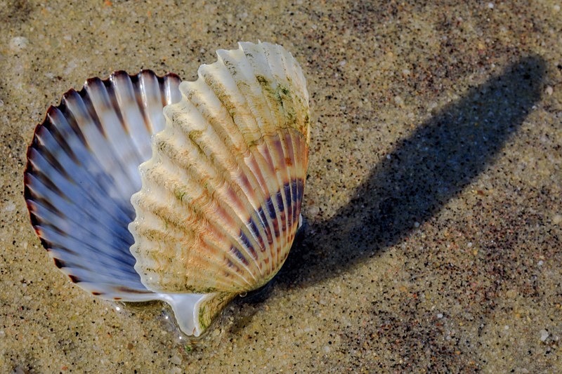 Beached Beauty - Nantucket