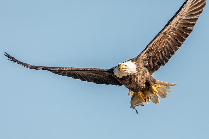 Breakfast at Conowingo - Wildlife
