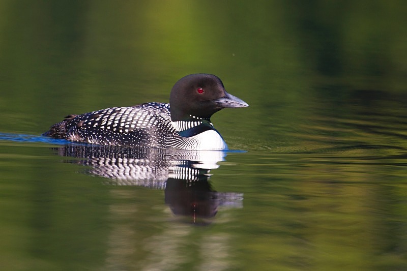 Morning Paddle 4 12 x 18 - Wildlife