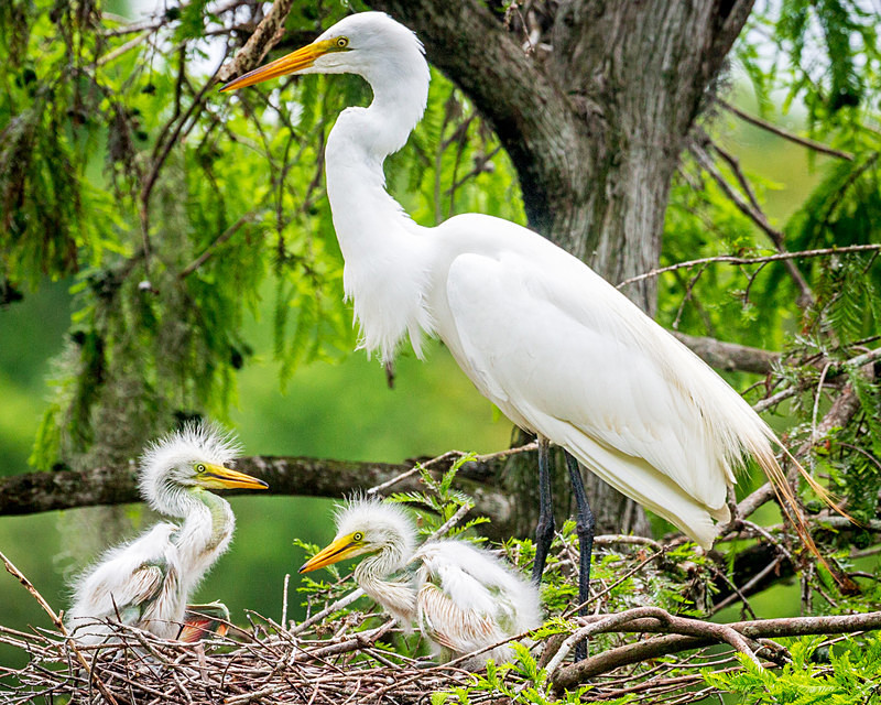 Proud Moma - Wildlife