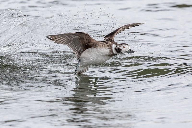 Lift Off - Wildlife