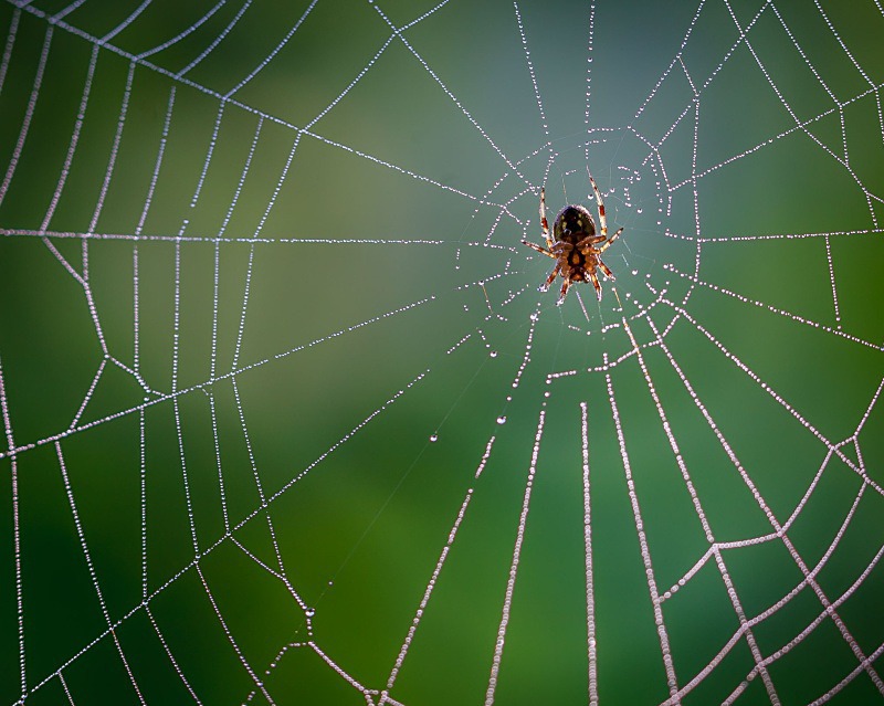 Spider and Misty Web - Wildlife