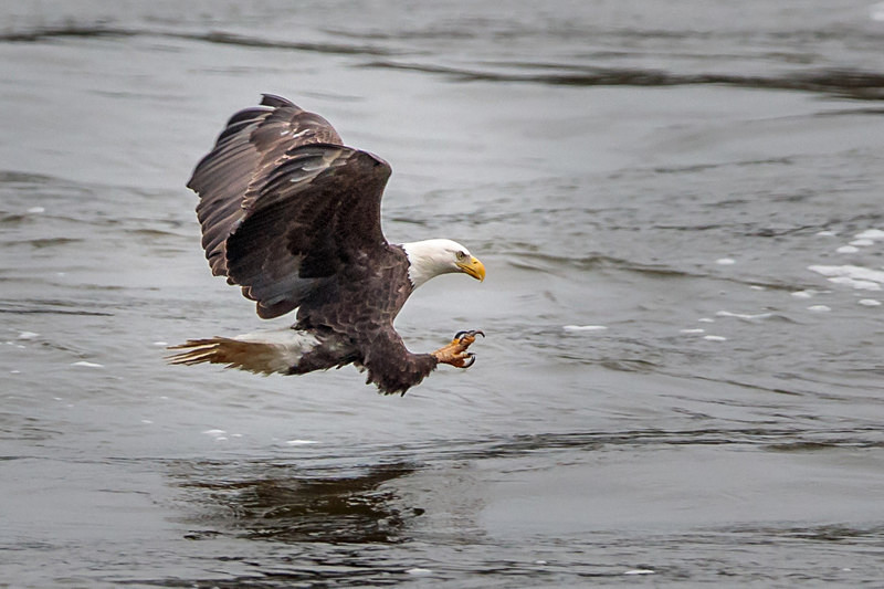 Fishing on the Fly - Wildlife