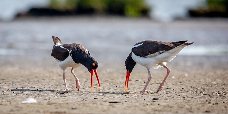 Conversation - Wildlife