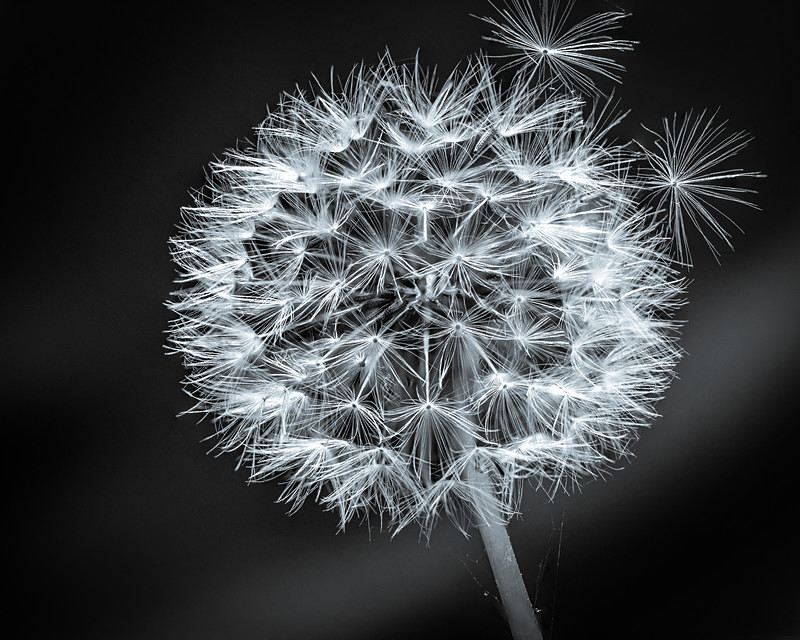 Dandelion Black stack 3-Edit - Still Life