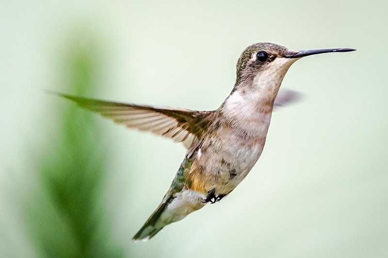 Hovering Hummer - Wildlife