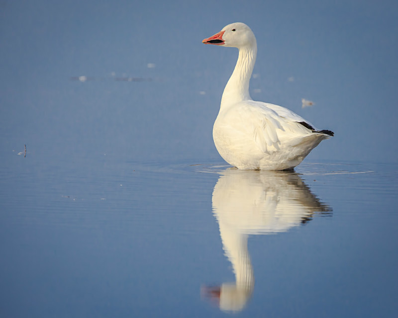 Snow Goose Reflection - Wildlife