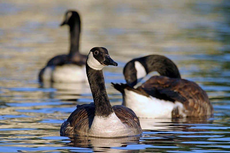 Geese 2 12 x 18 - Wildlife