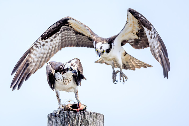 Incoming - Wildlife