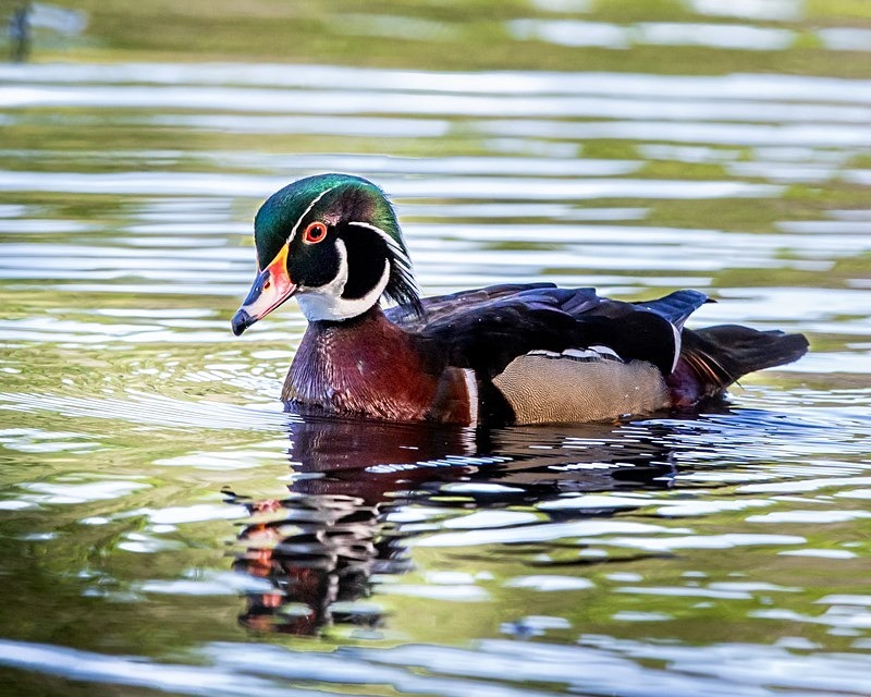 Wood Duck - Wildlife