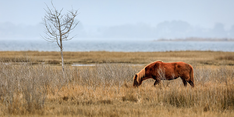 Assateague Pony - Wildlife