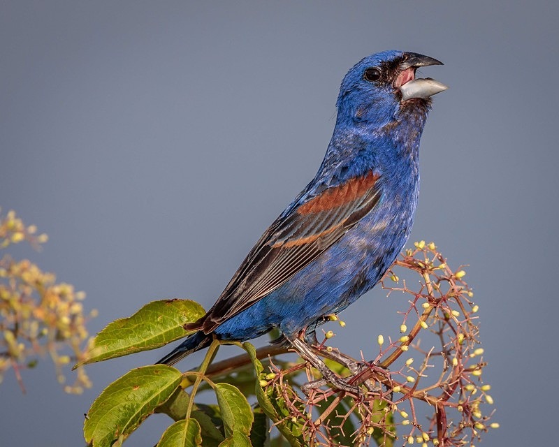 How Can I Keep From Singing - Wildlife