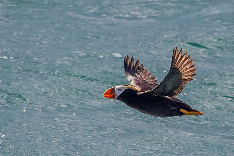 Huffin and Puffin - Alaska