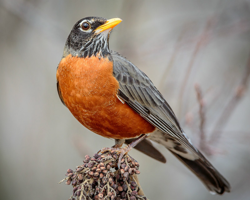 Red Robins Glare - Wildlife