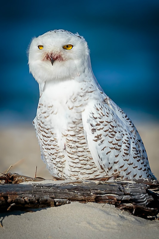 Peek-a Boo - Wildlife