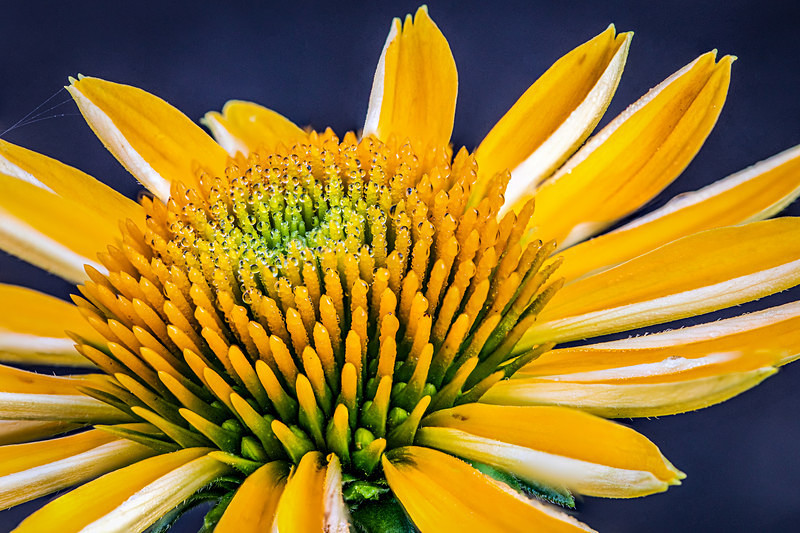 Cone Flower in Morning Light - Flora