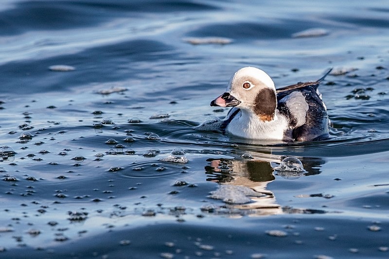 Long Tailed Duck - Wildlife